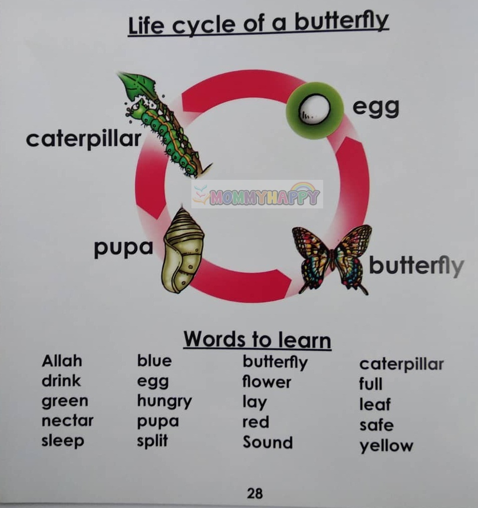 Story Book : A Beautiful Butterfly (Look Mommy, Look Daddy! Series)