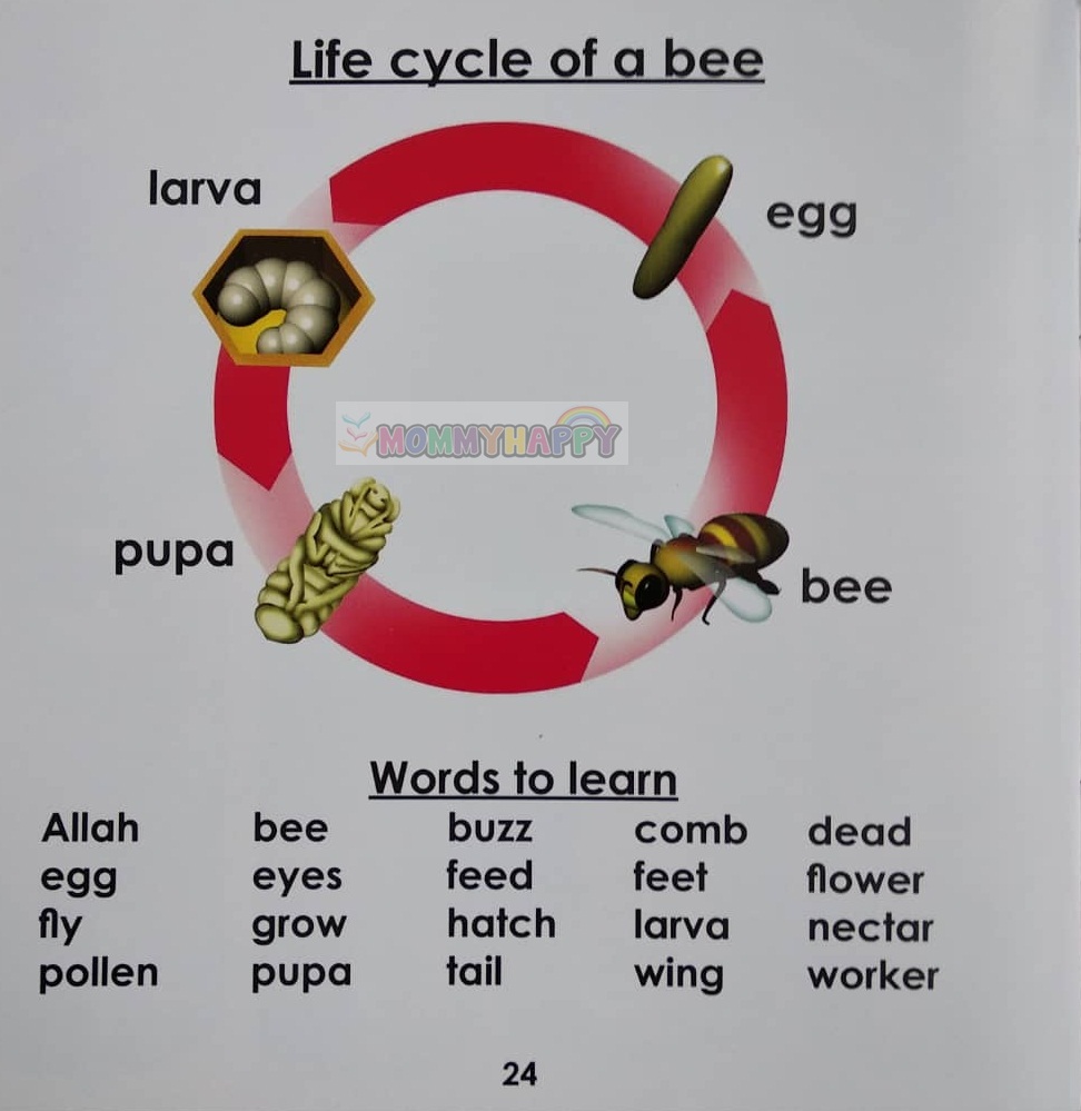 Story Book : A Busy Bee (Look Mommy, Look Daddy! Series)
